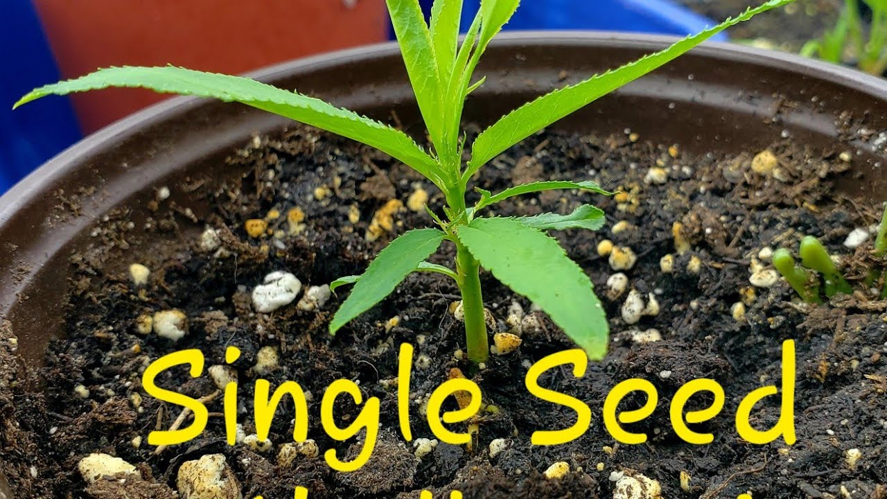 Single Seed Challenge 2021