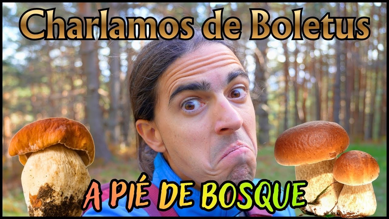 &iquest;Que ha Pasado con los BOLETUS este OTO&Ntilde;O de 2025?