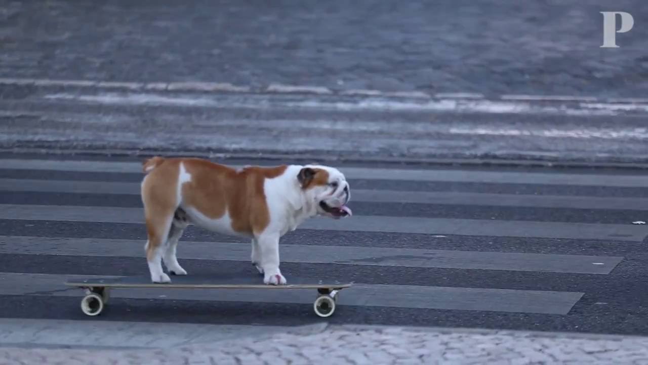 Apollo, o bulldog que adora andar de skate