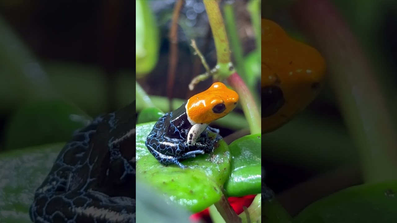 What Happens When You Touch A Poison Dart Frog? #youtubeshort #dartfrog #fyp
