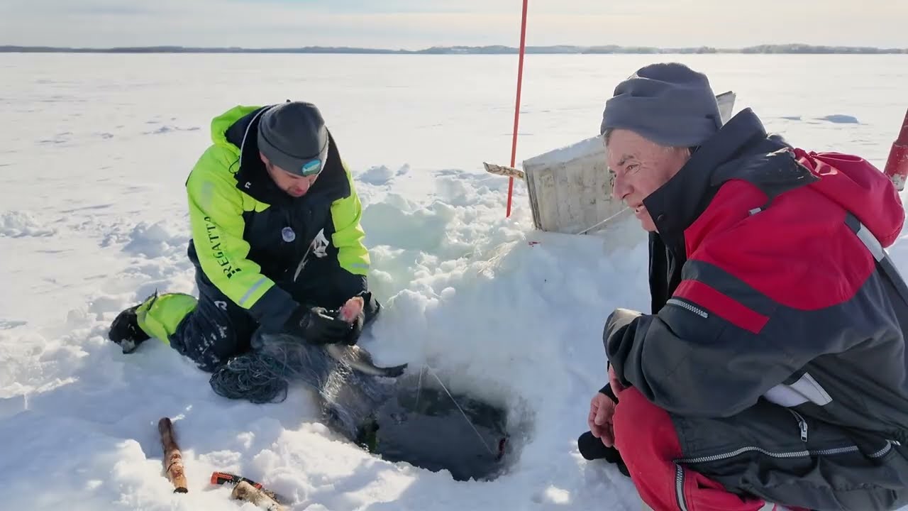 Laiha saalis mutta varmasti maistuva. Talviverkoilla 24.2.2026