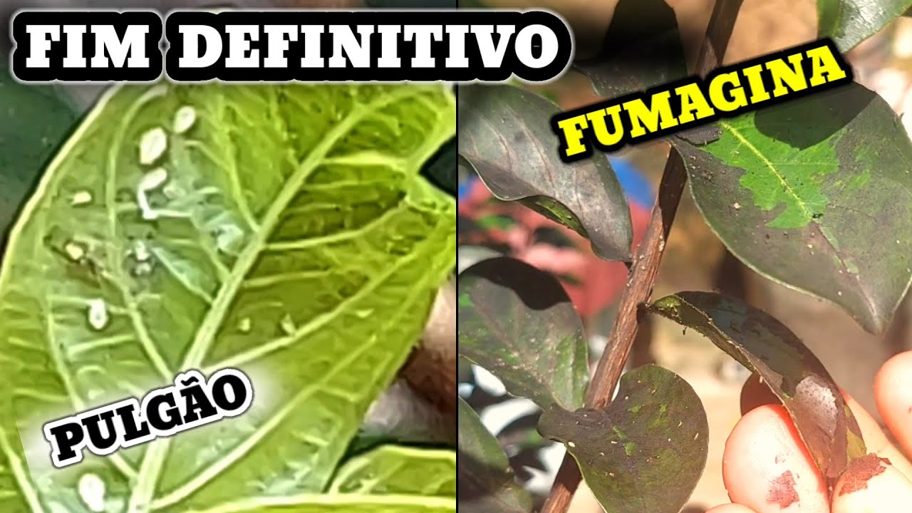 Cansado de combater o PULGÃO e a FUMAGINA e eles voltam de novo?