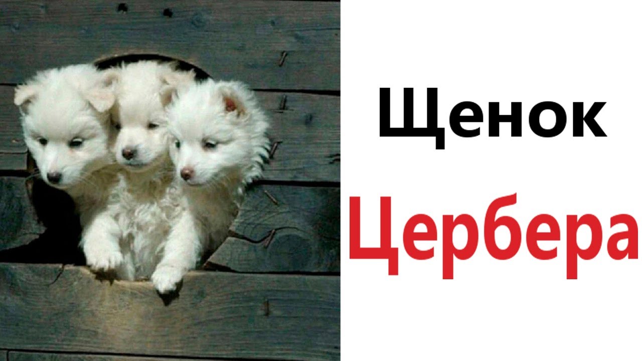 Приколы! ЩЕНОК ЦЕРБЕРА - МЕМЫ!!! Смешные видео от – Доми шоу!