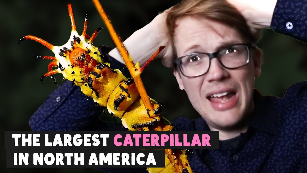 This Caterpillar Looks Terrifying But Is A Baby