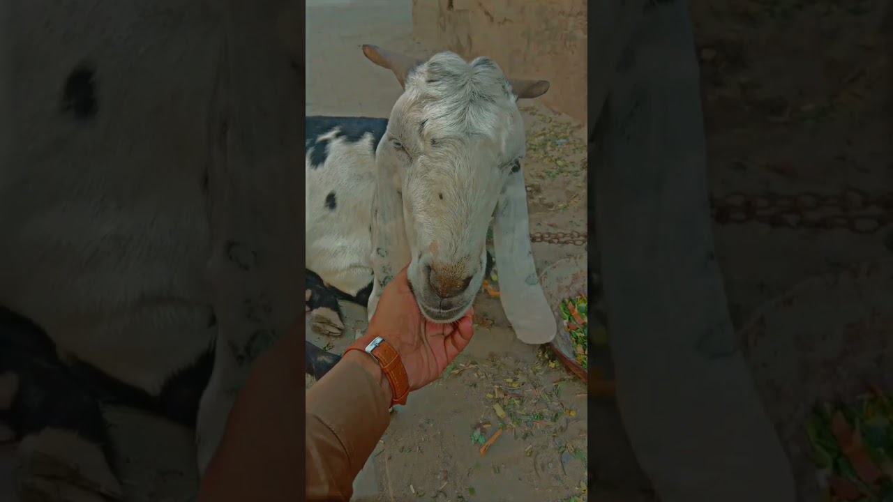 Goat not eating grass 😢😥😩😫#animal #goat #sadanimalsvideos #viralshorts