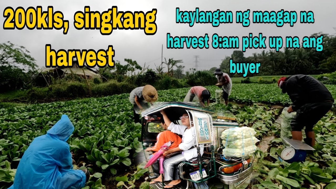 MAAGANG harvest ng singkang pick up agad ng buyer