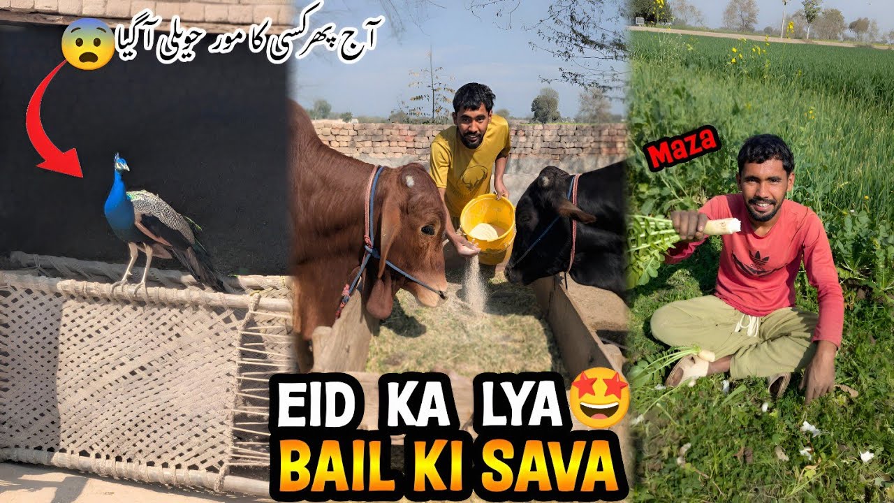 Eid K Lya Bail Ki Tayri 🤩Pure Desi Vibes | کسی کا مور آج پھر آگیا اب کیا ہوگا😨  