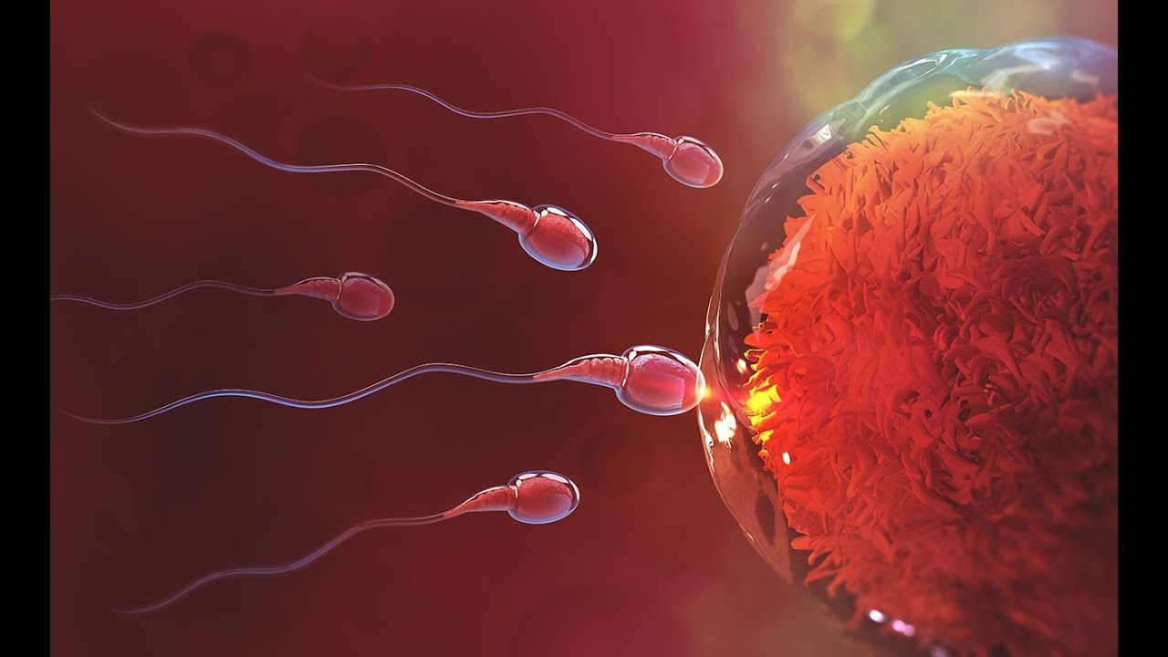 Spermicide Contraception