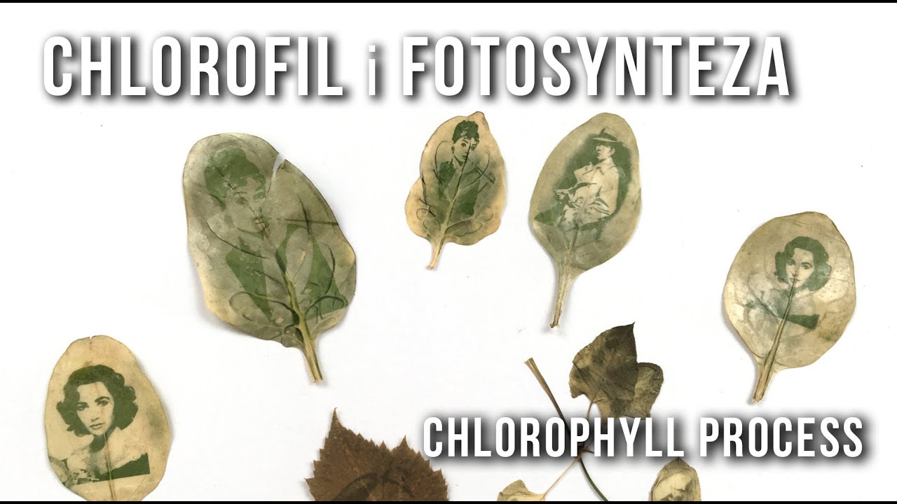 CHLOROFIL i FOTOSYNTEZA / Chlorophyll Process