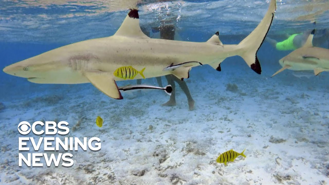 Warming waters may be changing shark migration patterns
