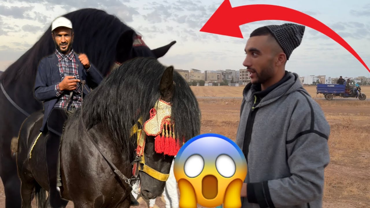 الله الله من أجود الخيول المتواجدة في 🤩سوق الخميسات  في ملكية الجوكر