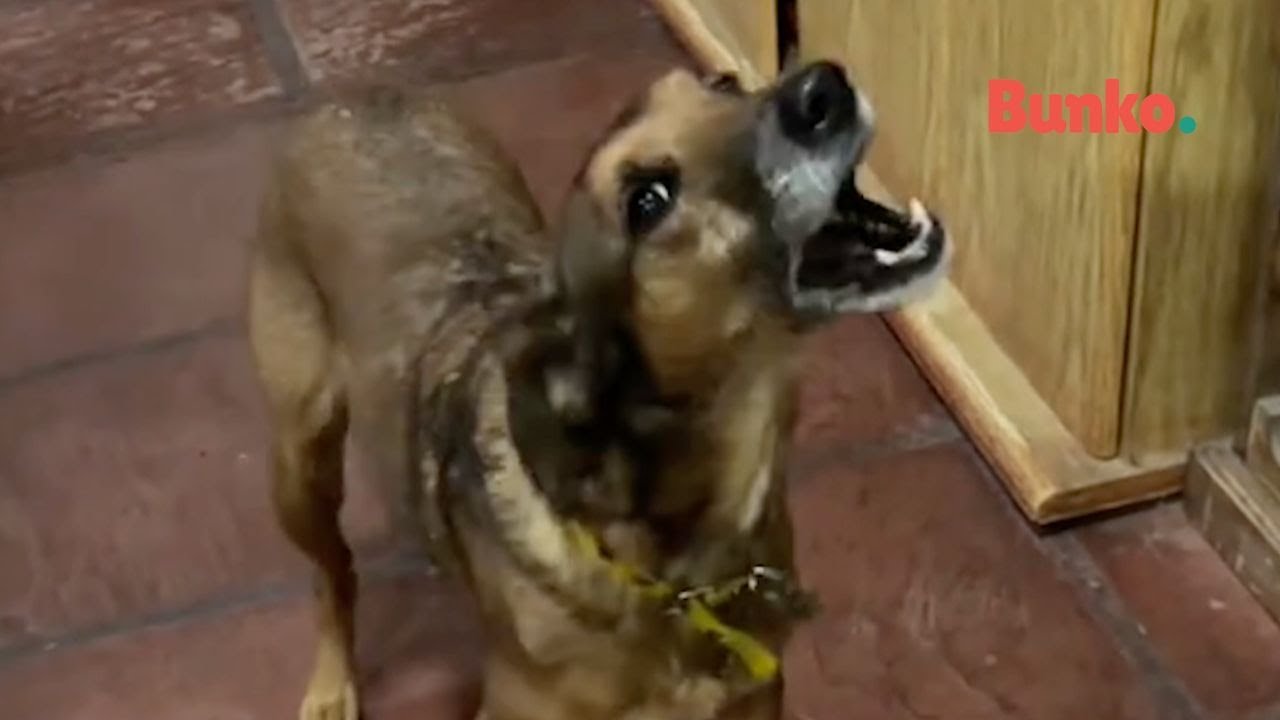 Karol, la perrita parlanchina que habla el idioma m&aacute;s tierno🥹🐕🫶🏽