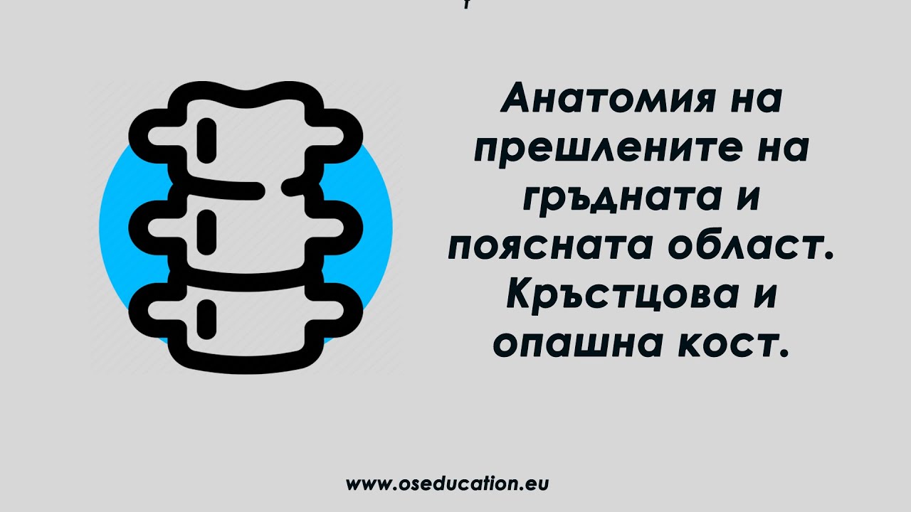 Анатомия на поясните и гръдните прешлени. Анатомия на опашна и кръстцова кост.