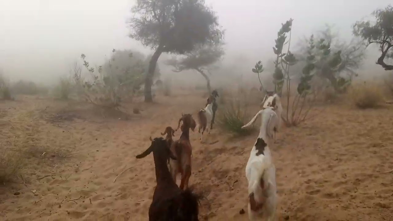 goat going to Jungle and  comel milk# 🐐🐪 ful# full video 