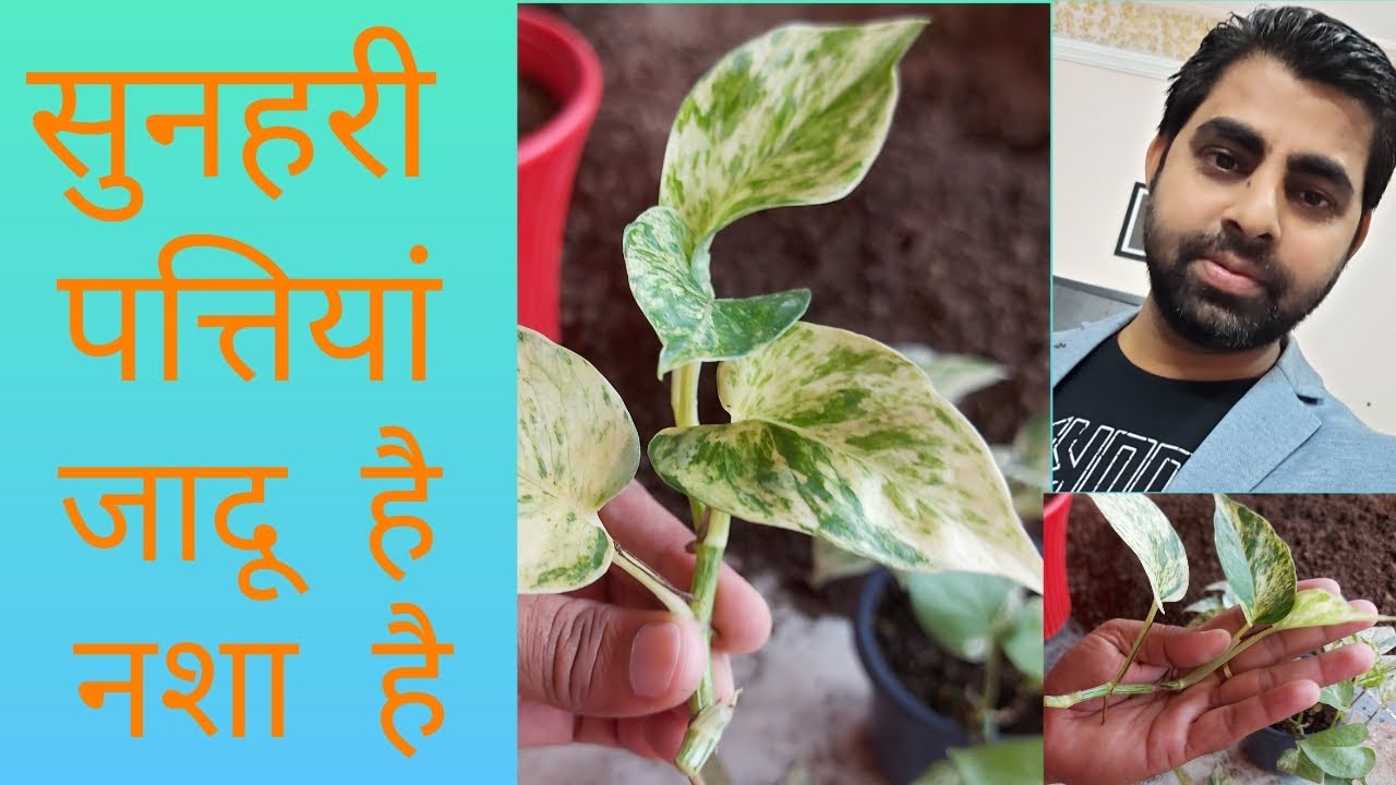 GOLDEN POTHOS:CARE & PROPAGATION #marblequeenpothos#pothoscare#gardening#moneyplant#dev'sgarden
