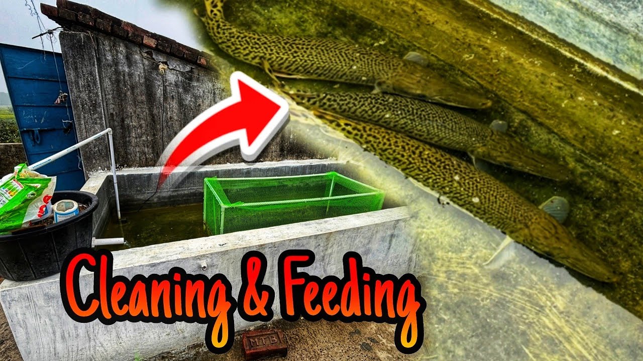 Cleaning a Rooftop Alligator Gar Pond (This Got Wild)