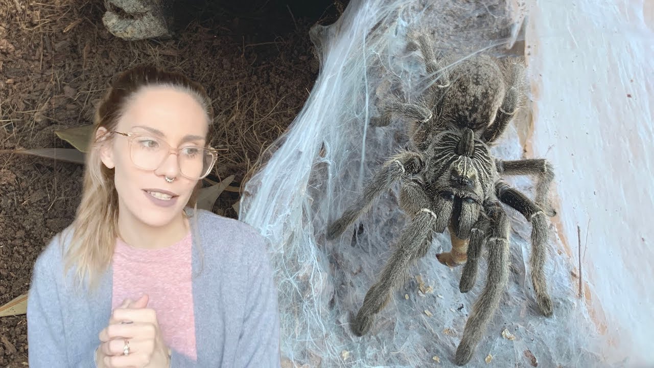 consider THIS before you get an OLD WORLD TARANTULA