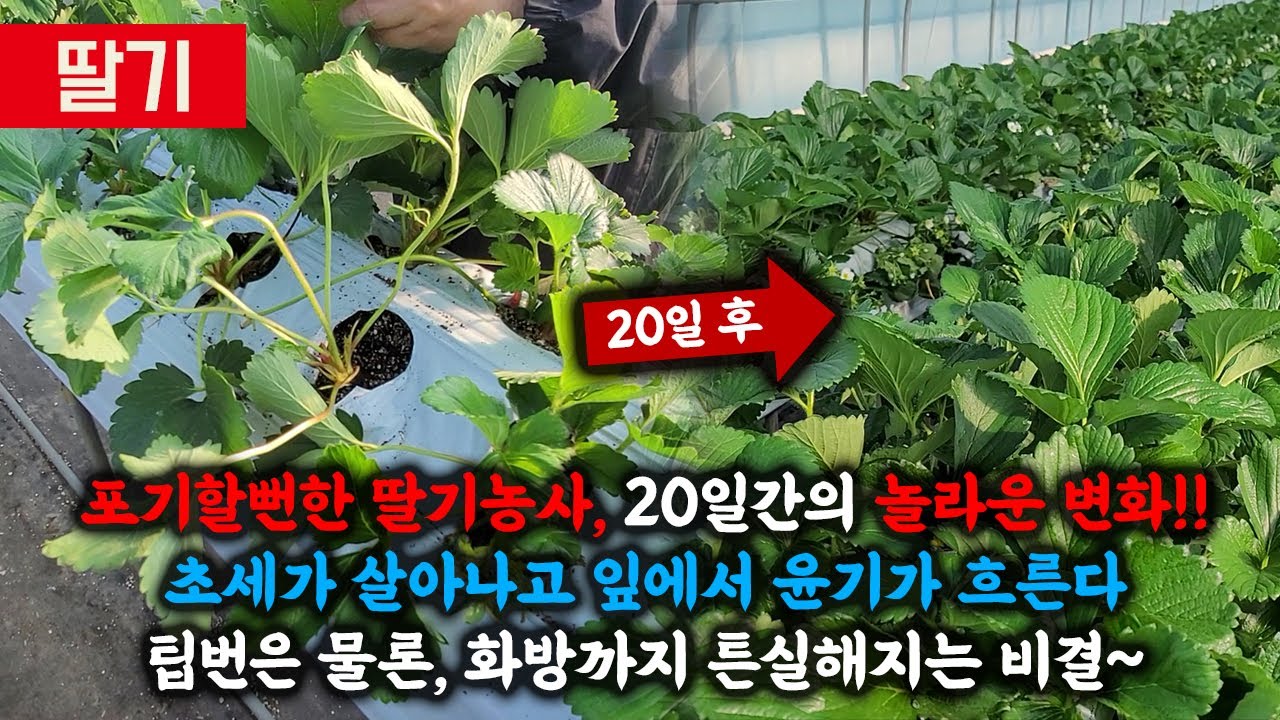 양액재배 딸기에 ~~  산소를  공급하면  생기는 놀라운변화 !!