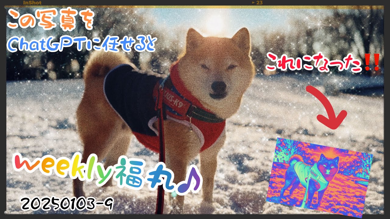 20250103-9〜雪が降った翌日、「福丸は喜び公園駆け回る」☃️❄️☃️