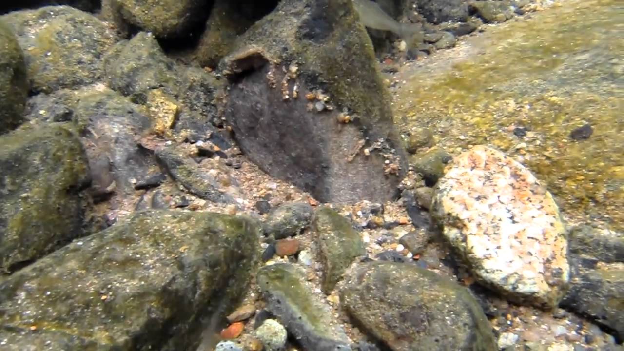 nemacheilus pallidus