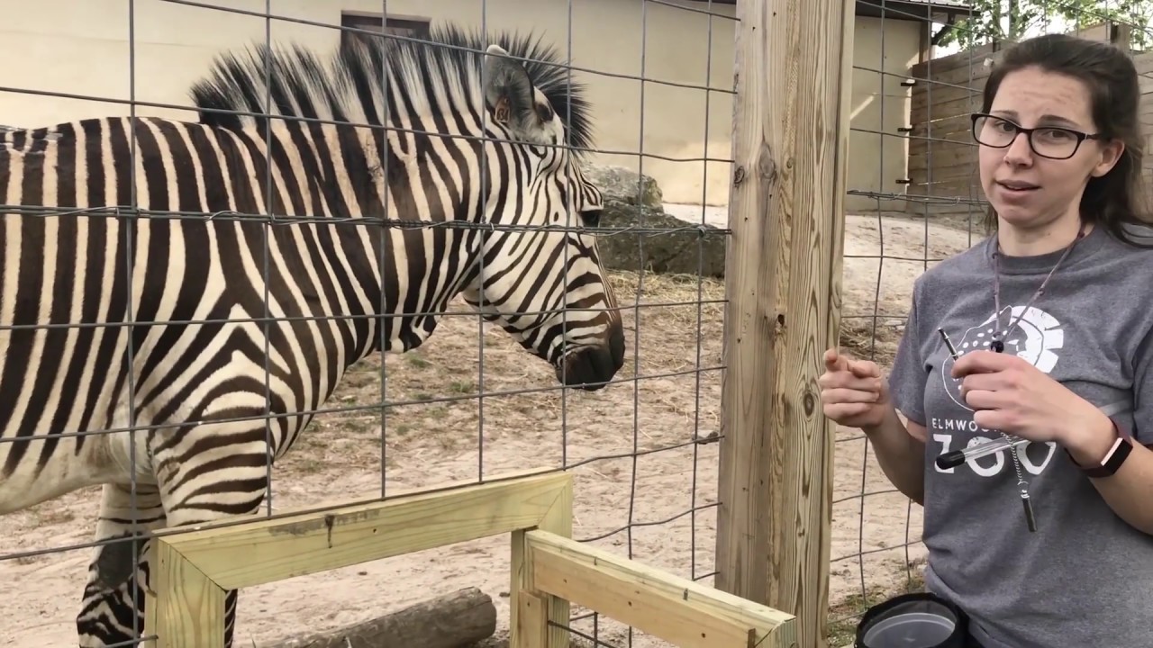 Keeper Connections: Zebra Training