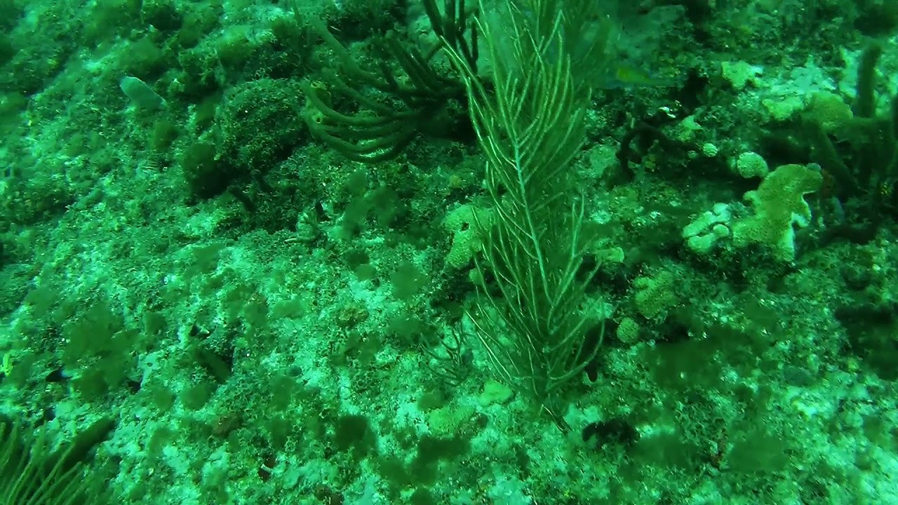 Scuba Diving in Pompano Beach, FL! Lighthouse Ledge Reef