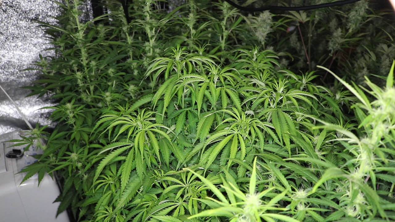 AUTO GROW 10x5 ( 5 weeks in #7's ) PLATINUMLED, REMONUTRIENTS,FISHSHIT,MARSHYDROLEDTS600