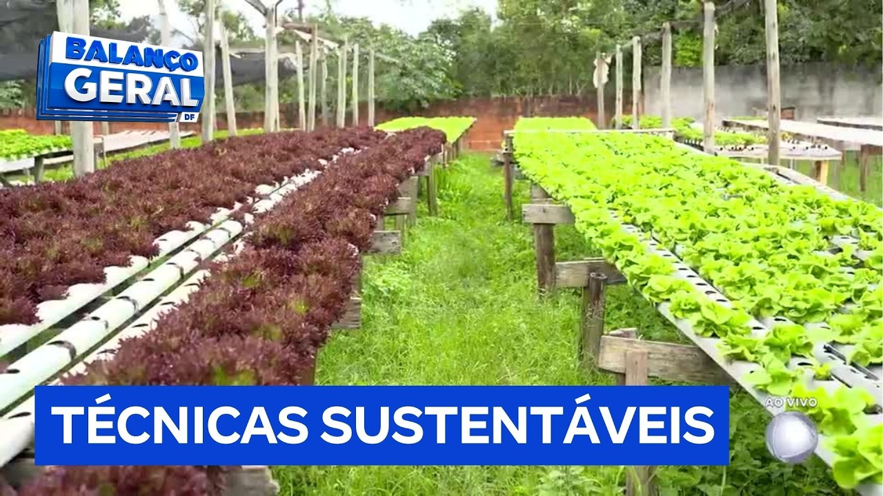Produção de hortaliças hidropônicas impulsiona economia em Santa Maria (DF) | Balanço Geral DF
