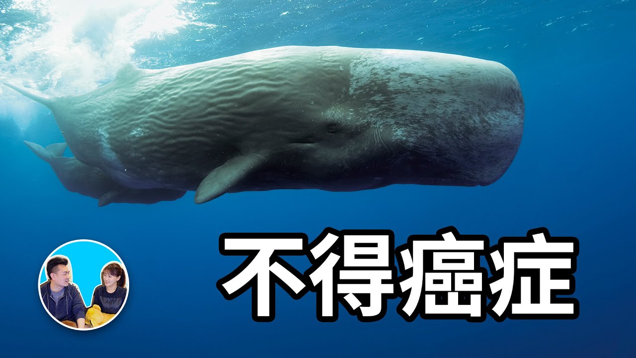 生物學上最神奇的事，鯨魚大象都不得癌症 | 老高與小茉 Mr & Mrs Gao
