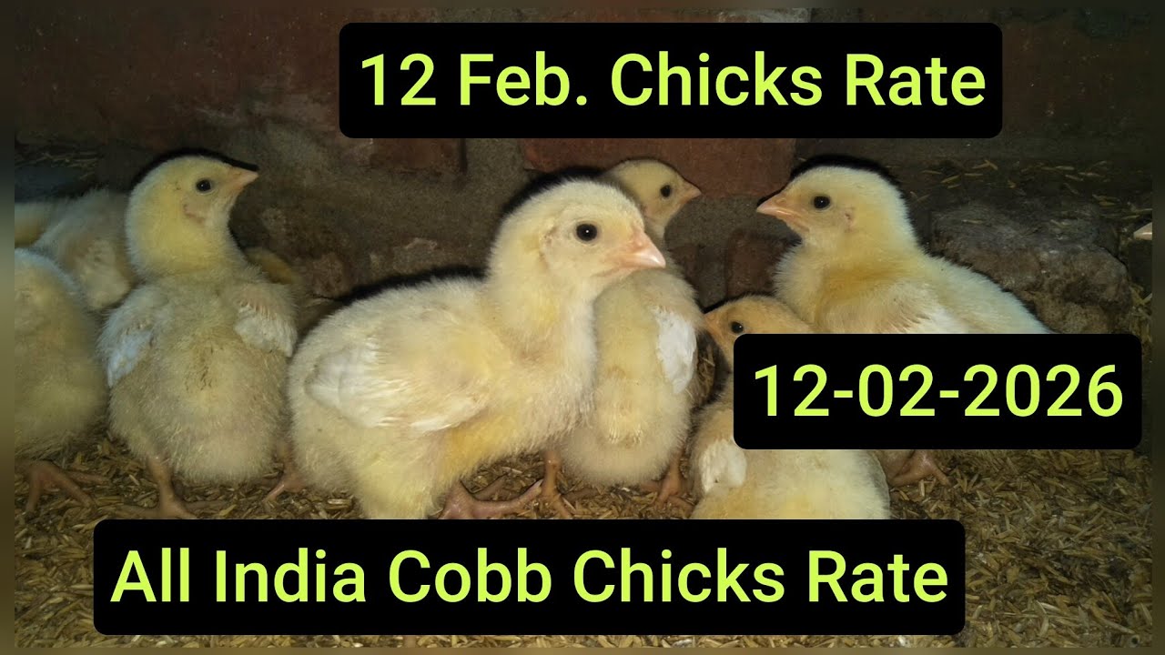 12 Feb. Chicks Rate Today by Sunny Poultry, Hoshiarpur, Punjab