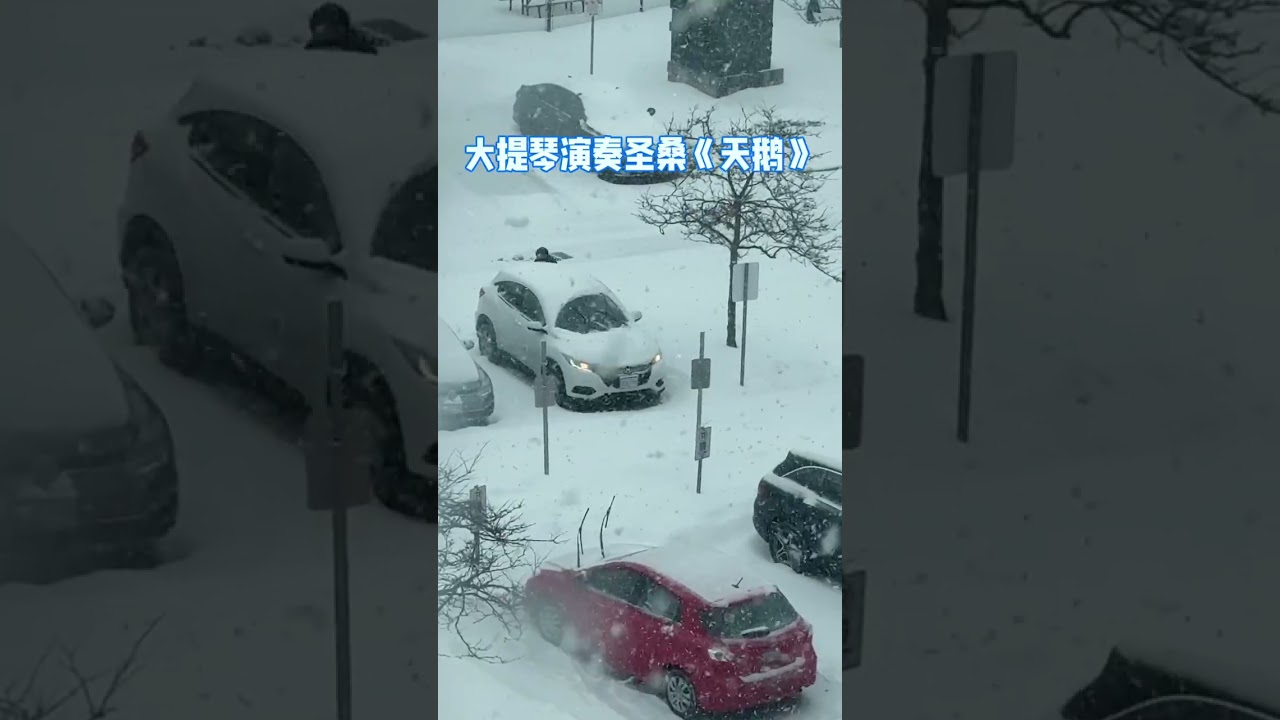大提琴演奏圣桑《天鹅》