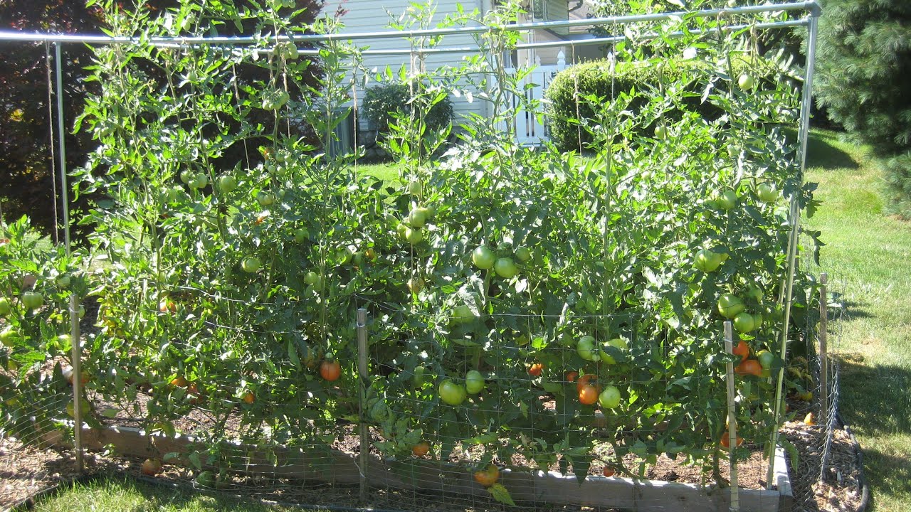 Complete Guide to Growing Tomatoes - Starting Seeds to the End of the Season