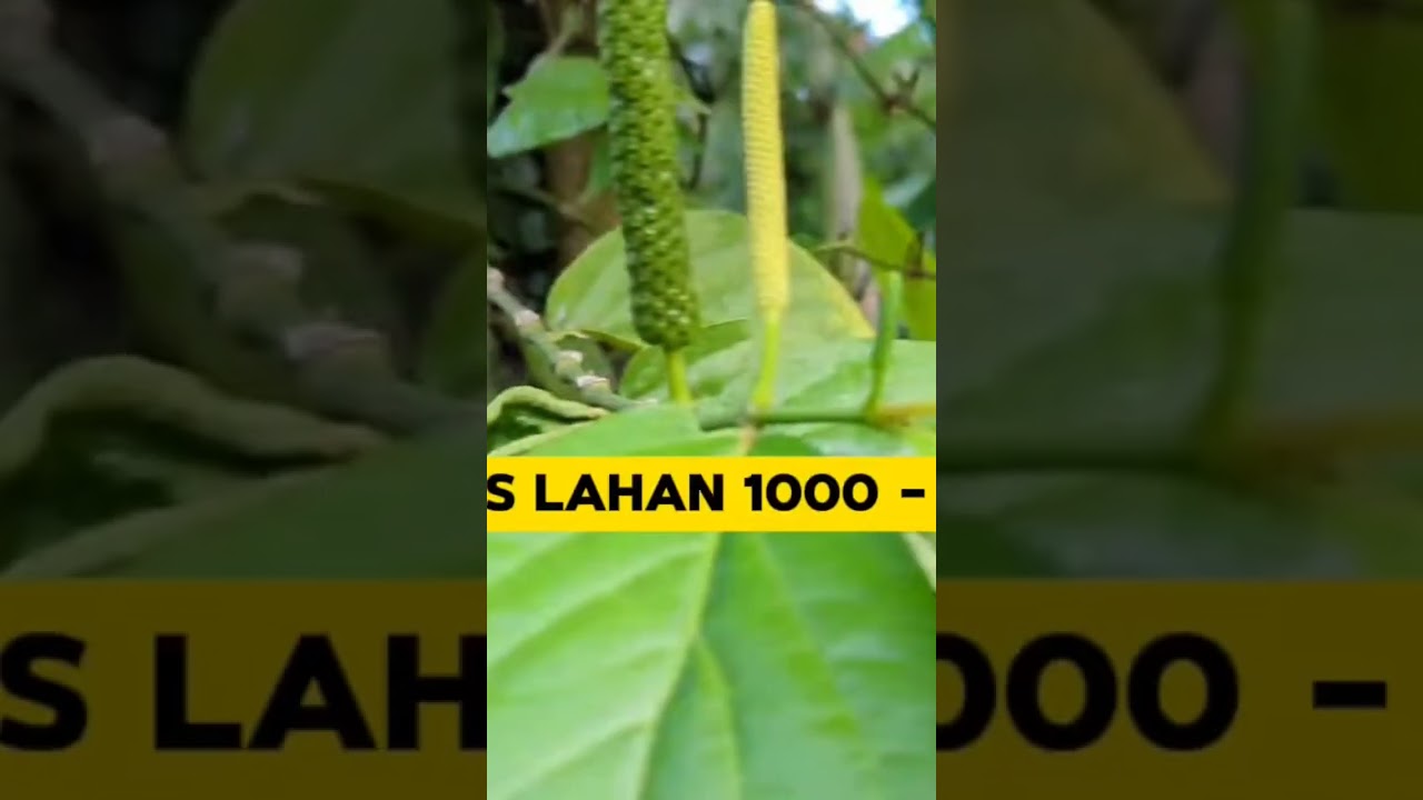 Modal Tanam Cabe Jamu
