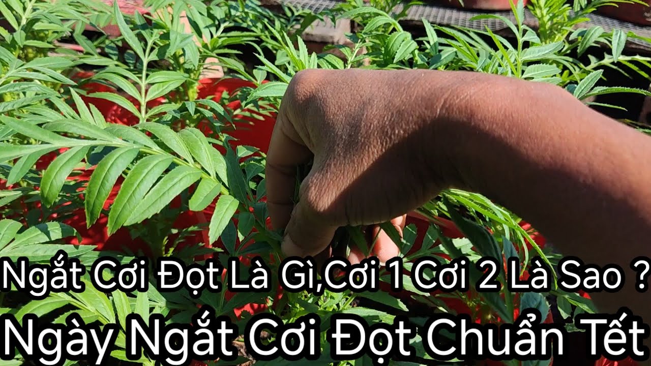Ngắt Cơi Đọt Sao Cho Vạn Thọ Nở Ngay Dịp Tết