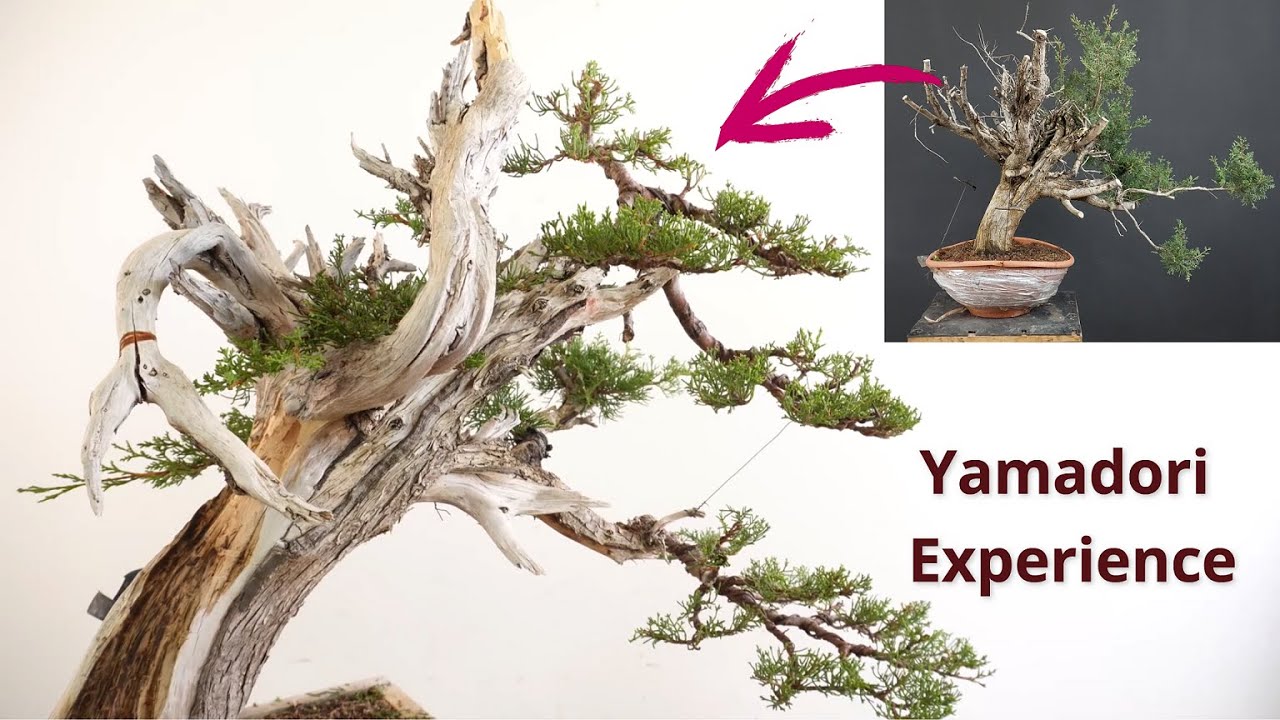 Bonsai from wild Tree #bonsaitechniques #bonsai #yamadoribonsai