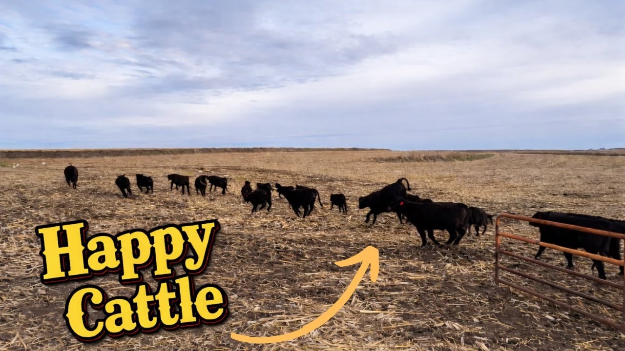 Turning Cattle out to Cornstalks