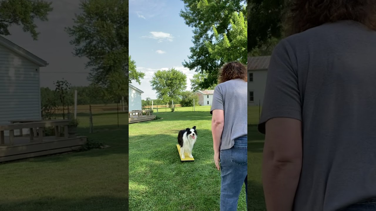 Rudy Obedience Signals 8/7/25