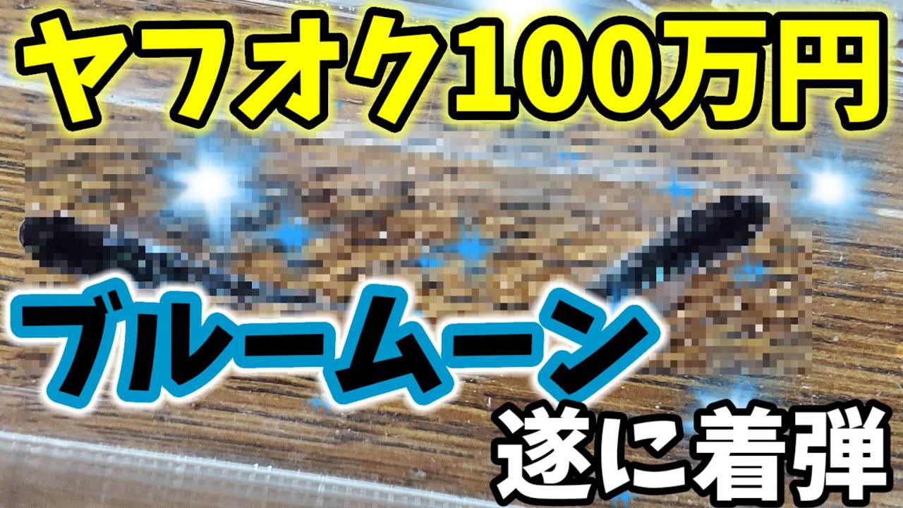 ヤフオクで100万円超の高級メダカ着弾‼️青く輝くブルームーンめだか【サバンナ】ブラックダイヤ×サファイア.安らぎAQUAちゃんねる
