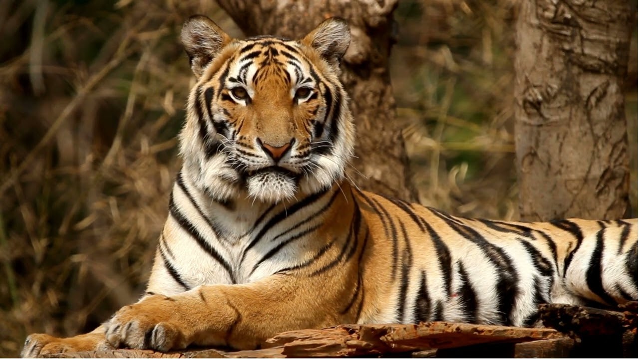 Lion in the forest wild animal copyright free video for creator.