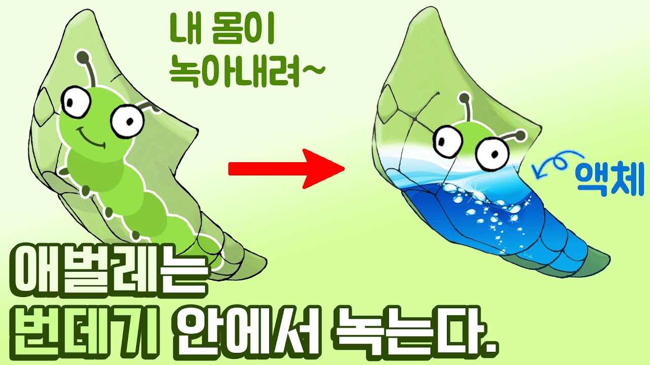 충격적인 애벌레의 변태과정