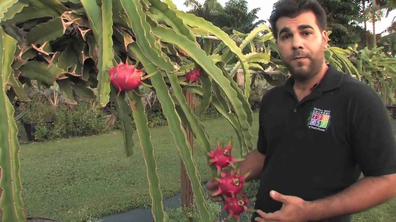 Dragon Fruit - Tropical Fruit Growers of South Florida