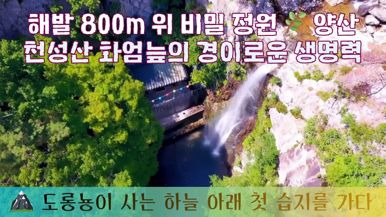 해발 800m 위 비밀 정원 🌿 양산 천성산 화엄늪의 경이로운 생명력 4K