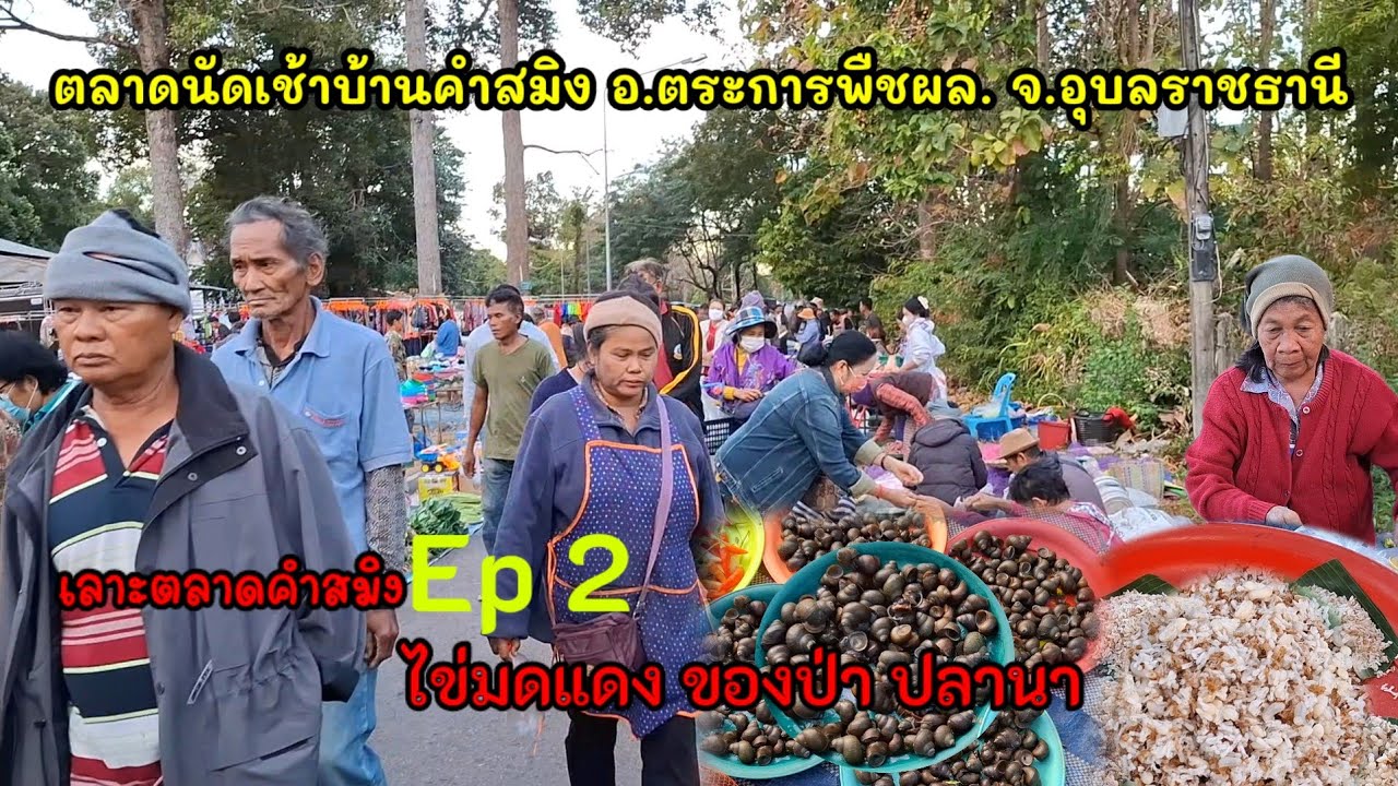 ตลาดนัดเช้าบ้านคำสมิง อ.ตระการพืชผล จ.อุบลราชธานี ของป่า ไข่มดแดง #ของป่า #ไข่มดแดง #อาหารตามฤดูกาล