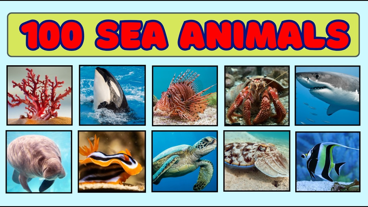 100 Sea Animals for Kids | Learn Ocean Animal Names | Early Learning
