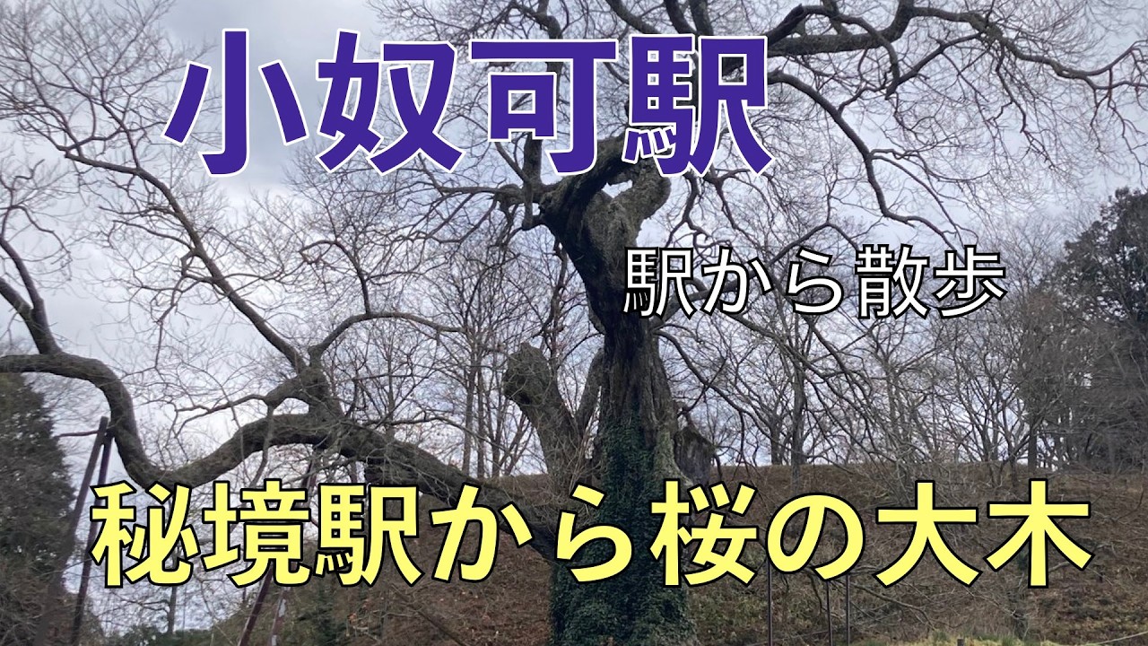 秘境駅から桜の大木【小奴可駅・駅から散歩】