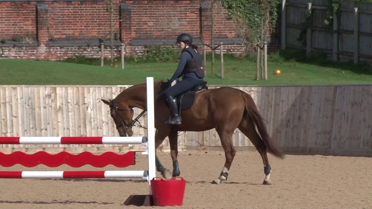 Young Horse Showjumping Training Part 6