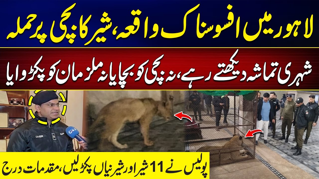 Lion At*acks Girl in Lahore – Heartbreaking Incident | Latest Updates | City 42