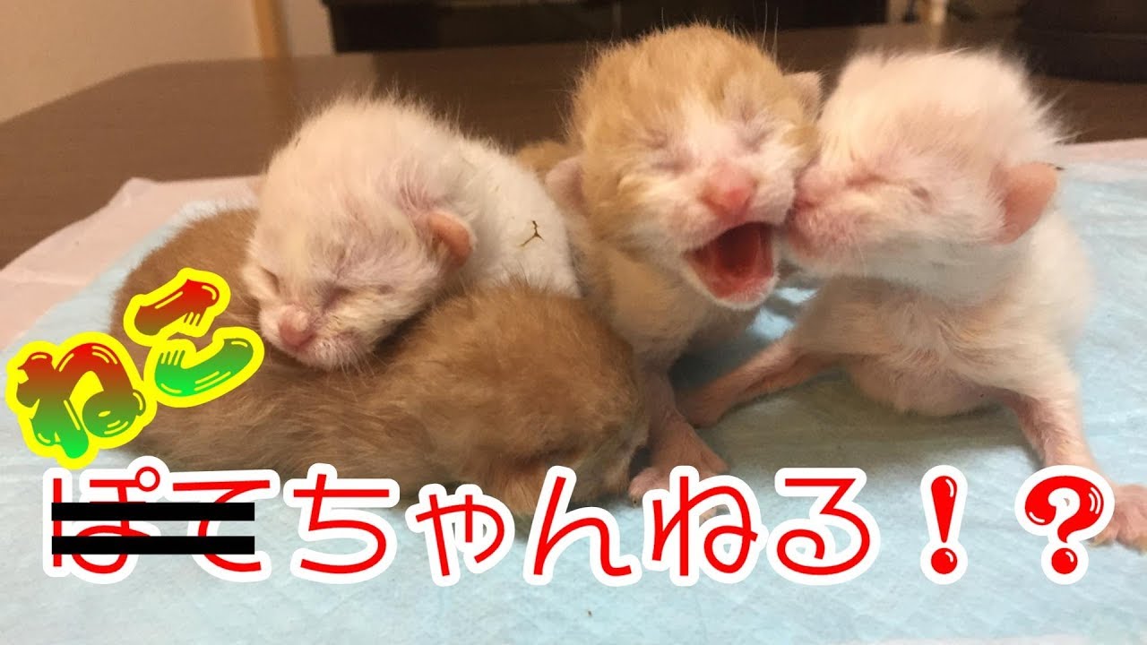 子猫をお世話することになりました！　保護猫の成長日記～子猫生後1日！？～【トイプードルのぽてち】