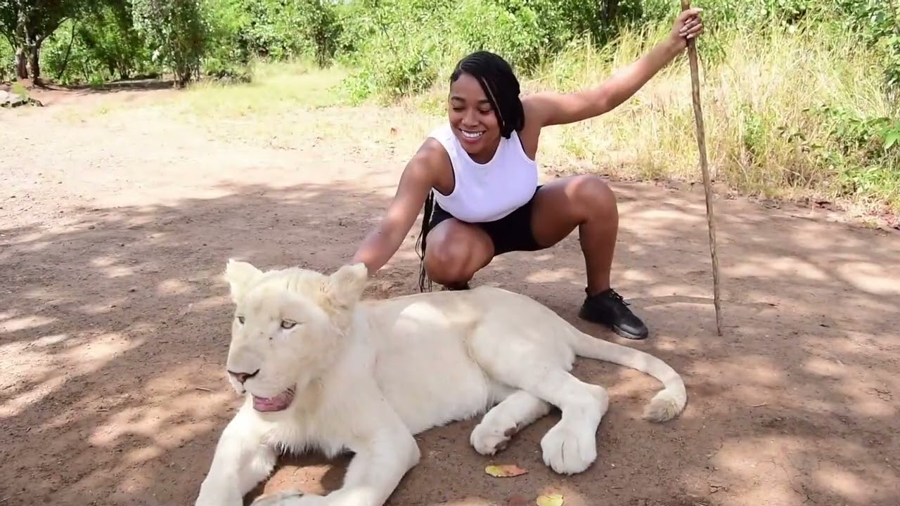 What to do in Victoria Falls? - Experience Elephants, Lions, and Cheetahs up close and personal.