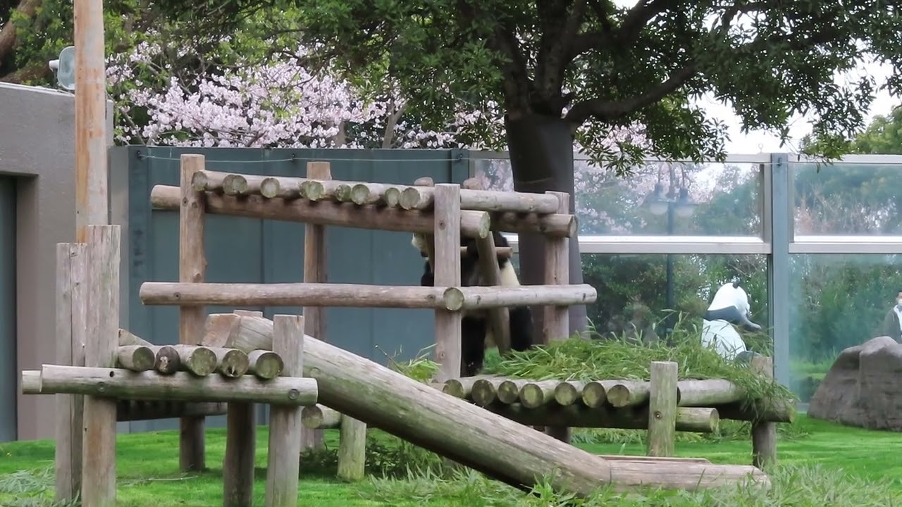 #1-7 April 2022 Fuhin at Adventure world, Japan